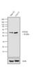 Protein Tyrosine Phosphatase Non-Receptor Type 1 antibody, LF-MA0051, Invitrogen Antibodies, Western Blot image 