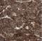 Cadherin 1 antibody, NBP2-34475, Novus Biologicals, Immunohistochemistry frozen image 