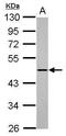 ADAMTS Like 1 antibody, PA5-31013, Invitrogen Antibodies, Western Blot image 