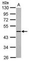 ATL1 antibody, PA5-31013, Invitrogen Antibodies, Western Blot image 