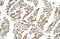 Solute Carrier Family 6 Member 8 antibody, 29-724, ProSci, Immunohistochemistry paraffin image 