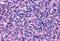 P2Y Receptor Family Member 10 antibody, GTX71699, GeneTex, Immunohistochemistry paraffin image 