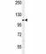 Alanyl-TRNA Synthetase 2, Mitochondrial antibody, F40154-0.4ML, NSJ Bioreagents, Western Blot image 