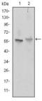ATP Binding Cassette Subfamily G Member 2 (Junior Blood Group) antibody, GTX60447, GeneTex, Western Blot image 