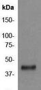 NFKB Inhibitor Beta antibody, ab7547, Abcam, Immunoprecipitation image 