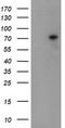 Tigger Transposable Element Derived 1 antibody, TA800156, Origene, Western Blot image 