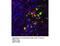 C-C Motif Chemokine Receptor 9 antibody, LS-C82337, Lifespan Biosciences, Immunocytochemistry image 