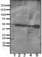 Autophagy Related 5 antibody, 847402, BioLegend, Immunohistochemistry paraffin image 