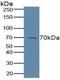 Arachidonate 5-Lipoxygenase antibody, MBS2027263, MyBioSource, Western Blot image 