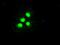 Tripartite Motif Containing 33 antibody, GTX83493, GeneTex, Immunocytochemistry image 
