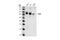 Tousled Like Kinase 1 antibody, 4125S, Cell Signaling Technology, Western Blot image 