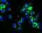 CD27 Molecule antibody, A01148-1, Boster Biological Technology, Immunocytochemistry image 