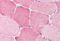 BRCA1/BRCA2-Containing Complex Subunit 3 antibody, MBS241255, MyBioSource, Immunohistochemistry frozen image 