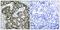 Heat Shock Transcription Factor 1 antibody, PA5-37598, Invitrogen Antibodies, Immunohistochemistry frozen image 