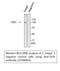 hTERT antibody, STJ98964, St John