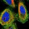 Mindbomb E3 Ubiquitin Protein Ligase 1 antibody, NBP1-85210, Novus Biologicals, Immunocytochemistry image 