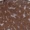 SECIS Binding Protein 2 Like antibody, NBP1-81530, Novus Biologicals, Immunohistochemistry paraffin image 