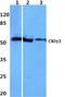 Casein Kinase 1 Gamma 3 antibody, A12301, Boster Biological Technology, Western Blot image 