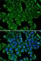 Regenerating Family Member 3 Gamma antibody, LS-B15393, Lifespan Biosciences, Immunofluorescence image 