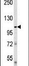 Unc-51 Like Autophagy Activating Kinase 1 antibody, PA5-26126, Invitrogen Antibodies, Western Blot image 