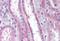 Apolipoprotein D antibody, MBS241904, MyBioSource, Immunohistochemistry paraffin image 