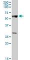 Staufen Double-Stranded RNA Binding Protein 1 antibody, H00006780-B01P, Novus Biologicals, Western Blot image 