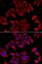 Titin-Cap antibody, LS-C748610, Lifespan Biosciences, Immunofluorescence image 