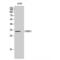 Cell Growth Regulator With EF-Hand Domain 1 antibody, LS-C382674, Lifespan Biosciences, Western Blot image 