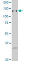 General Transcription Factor IIi antibody, H00002969-M02, Novus Biologicals, Western Blot image 