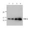Fibroblast Growth Factor 2 antibody, NBP1-97837, Novus Biologicals, Western Blot image 