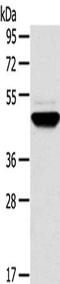 Transmembrane 7 Superfamily Member 2 antibody, CSB-PA275949, Cusabio, Western Blot image 