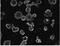 Perilipin 1 antibody, PA5-18694, Invitrogen Antibodies, Immunofluorescence image 