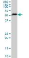 Cleavage Stimulation Factor Subunit 2 Tau Variant antibody, H00023283-B01P, Novus Biologicals, Western Blot image 