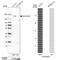 Calcium Voltage-Gated Channel Auxiliary Subunit Alpha2delta 1 antibody, NBP1-86683, Novus Biologicals, Western Blot image 