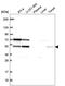 Splicing Factor 3b Subunit 4 antibody, HPA064660, Atlas Antibodies, Western Blot image 
