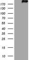 Laminin Subunit Beta 2 antibody, NBP2-45583, Novus Biologicals, Western Blot image 