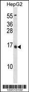 BGP antibody, 57-988, ProSci, Western Blot image 