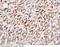 Cadherin 1 antibody, 50671-RP01, Sino Biological, Immunohistochemistry frozen image 