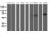 Dolichyl-diphosphooligosaccharide--protein glycosyltransferase 67 kDa subunit antibody, LS-C173367, Lifespan Biosciences, Western Blot image 