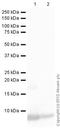 C-X-C Motif Chemokine Ligand 1 antibody, ab86436, Abcam, Western Blot image 