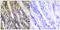 Diacylglycerol Kinase Eta antibody, abx013680, Abbexa, Immunohistochemistry frozen image 