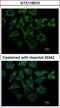 Loricrin antibody, GTX116013, GeneTex, Immunocytochemistry image 