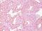 Chromogranin A antibody, 33-330, ProSci, Immunohistochemistry frozen image 