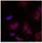 JunB Proto-Oncogene, AP-1 Transcription Factor Subunit antibody, GTX79028, GeneTex, Immunofluorescence image 