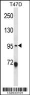 Ankyrin Repeat And Sterile Alpha Motif Domain Containing 6 antibody, 57-389, ProSci, Western Blot image 