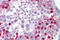 Sp7 Transcription Factor antibody, ARP32231_P050, Aviva Systems Biology, Immunohistochemistry frozen image 