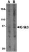 Glutamate Ionotropic Receptor Kainate Type Subunit 3 antibody, A06927, Boster Biological Technology, Western Blot image 