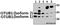 OTU Deubiquitinase, Ubiquitin Aldehyde Binding 1 antibody, A04361, Boster Biological Technology, Western Blot image 