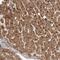 G Protein-Coupled Receptor 157 antibody, NBP1-83724, Novus Biologicals, Immunohistochemistry paraffin image 