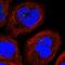 Lymphocyte secreted C-type lectin antibody, HPA042690, Atlas Antibodies, Immunofluorescence image 